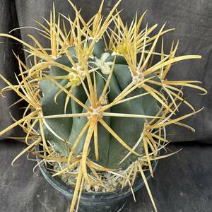 ★サボテン・多肉植物★827★フェロカクタス　金冠竜　実生　Ferocactus　chrysacanthus★seedlings