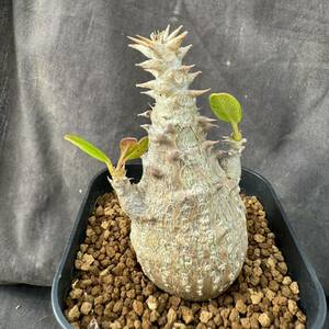 ★サボテン・多肉植物★872★パキポディウム　ウインゾリー　実生　Pachypodium　baronii v.windsorii ★コーデックスseedlings