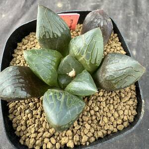 ★サボテン・多肉植物★873★ハオルシア　オブツーサNo.12×スプリングコレクタ　　Haworthia　obtusa(dielsiana)　hyb.★ハオルチア