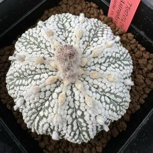 ★サボテン・多肉植物★877★アストロフィルム　ミラクル兜　実生　　Astrophytum　asterias　“Miracle”　★seedlings