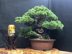 [ dream. exist bonsai ] genuine Kashiwa / pattern tree /sin Park / pine /BONSAI