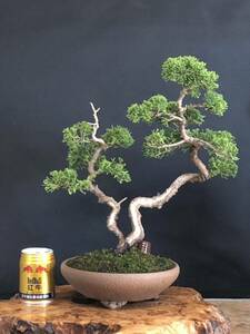 [ dream. exist bonsai ] genuine Kashiwa |../sin Park / pine BONSAI
