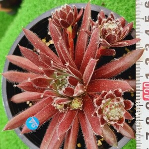 0524発送-B094 ザファイン エケベリア 多肉植物 韓国苗