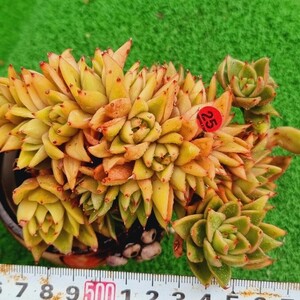 0504‐R525 サンタナ(錦) エケベリア 多肉植物 韓国苗