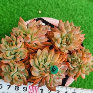 0517発送-G119 メビナ エケベリア 多肉植物 韓国苗