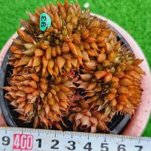 0517発送-G193 プミラ綴化 エケベリア 多肉植物 韓国苗