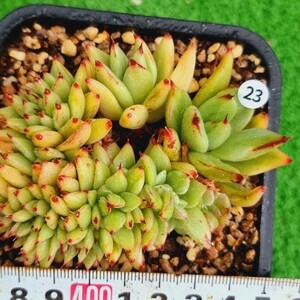 0517発送-W323 マリア綴化(錦) エケベリア 多肉植物 韓国苗