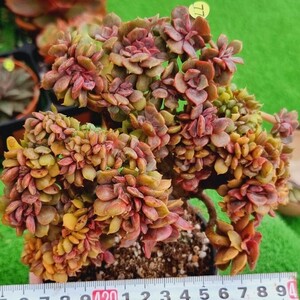 0517発送-Y577 Jester綴化 エケベリア 多肉植物 韓国苗