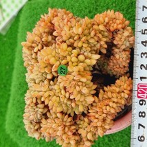 0524発送-G127 コロラタ綴化 エケベリア 多肉植物 韓国苗_画像1