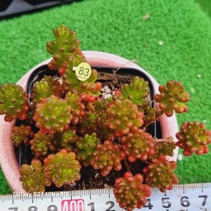 0531発送‐Y583 アウロラ エケベリア 多肉植物 韓国苗