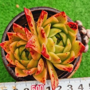 0504‐R530 原種エリザベス エケベリア 多肉植物 韓国苗