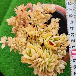 0507-R360 Fire Pillar エケベリア 多肉植物 韓国苗