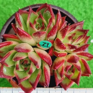 0517発送-G171 Redball エケベリア 多肉植物 韓国苗