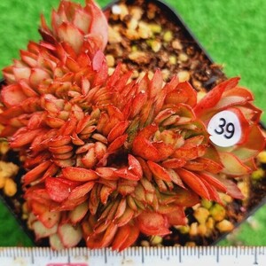 0517発送-W339 ヤーンジン綴化 エケベリア 多肉植物 韓国苗