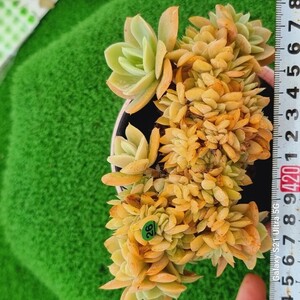 0524発送-G126 パステル綴化 エケベリア 多肉植物 韓国苗