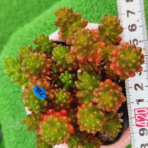 0524発送-B078 アウロラ Sedum 多肉植物 韓国苗