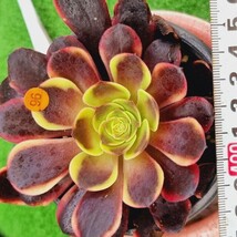 0524発送-O296 チョコエオニオム(錦) Aeonium 多肉植物 韓国苗_画像1