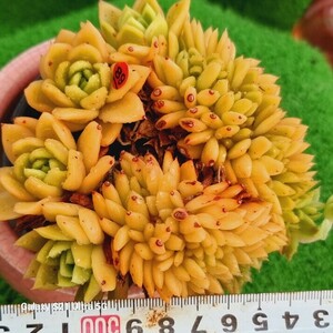 0607-発送R189 Gilva綴化 エケベリア 多肉植物 韓国苗