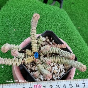 0607-発送B100 Tom Thumb(錦) Crassula 多肉植物 韓国苗