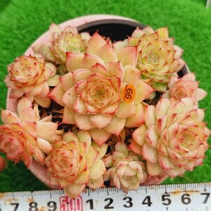 0502-O466 レッドメロナ エケベリア 多肉植物 韓国苗