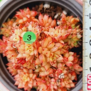 0506-G103 レインスター エケベリア 多肉植物 韓国苗