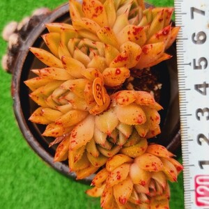 0507-O259 メキシモン エケベリア 多肉植物 韓国苗