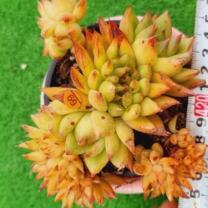 0507-O269 サムシングオレンジ綴化 エケベリア 多肉植物 韓国苗