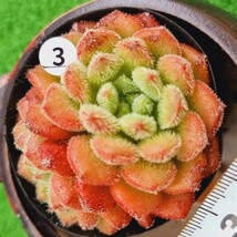 0508-W403 キャロル エケベリア 多肉植物 韓国苗_画像2