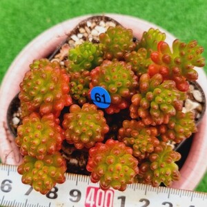 0517発送-B061 アウロラ エケベリア 多肉植物 韓国苗