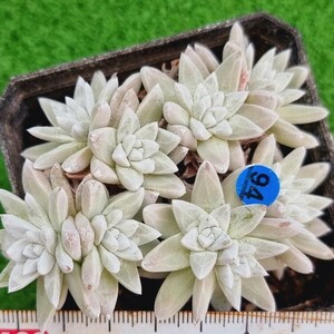 0517発送-B094 ホワイトグリニ Dudleya 多肉植物 韓国苗