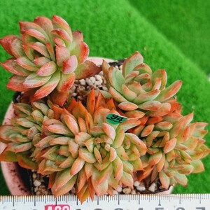 0517発送-G194 メビナ エケベリア 多肉植物 韓国苗