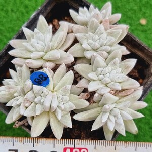 0517発送-B098 ホワイトグリニ Dudleya 多肉植物 韓国苗