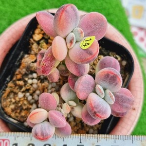 0517発送-Y514 嫁入り娘(錦) Cotyledon 多肉植物 韓国苗