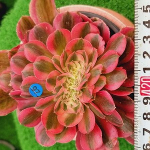 0524発送-B097 ピンク魔女(錦) Aeonium 多肉植物 韓国苗