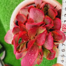 0524発送-G192 ヤコブの手 Crassula 多肉植物 韓国苗_画像1