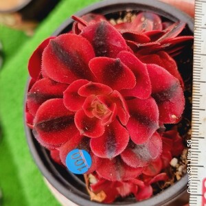 0524発送-B100 Medusa(錦) Aeonium 多肉植物 韓国苗