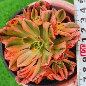 0524発送-O283 黒砂(錦) Aeonium 多肉植物 韓国苗