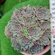 0524発送-YG424 エリザ エケベリア 多肉植物 韓国苗_画像1