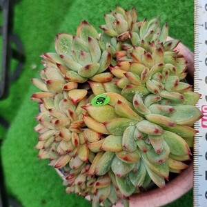 0524発送-YG430 ラタム綴化 エケベリア 多肉植物 韓国苗