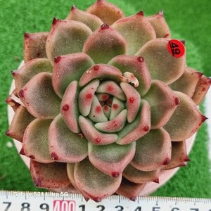 0531発送‐R449 レオパード エケベリア 多肉植物 韓国苗