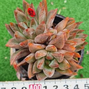 0531発送‐R467 Cielo エケベリア 多肉植物 韓国苗