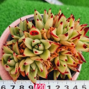 0607-発送R159 エボニー群生 エケベリア 多肉植物 韓国苗