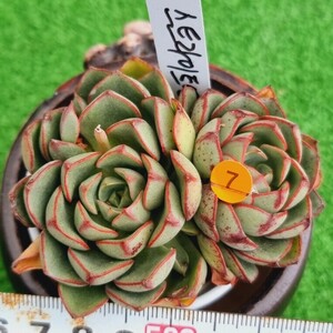 0502-O407 ストリート エケベリア 多肉植物 韓国苗