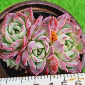 0502-O472 ニコール エケベリア 多肉植物 韓国苗