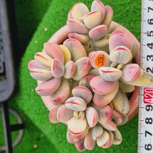 0507-O219 嫁入り娘(錦) Cotyledon 多肉植物 韓国苗