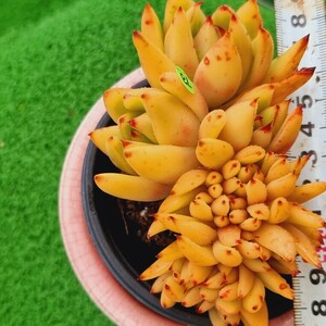 0508-YG578 オレンジマリア綴化 エケベリア 多肉植物 韓国苗