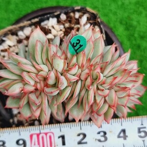 0517発送-G131 ムーンガード二ス綴化(錦) エケベリア 多肉植物 韓国苗