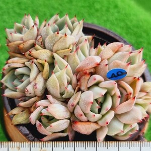 0517発送-B040 ブラックボール エケベリア 多肉植物 韓国苗