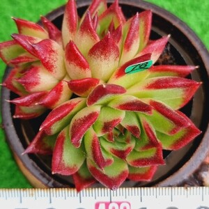 0517発送-G176 ブラックボール エケベリア 多肉植物 韓国苗