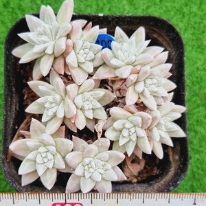 0517発送-B100 ホワイトグリニ Dudleya 多肉植物 韓国苗